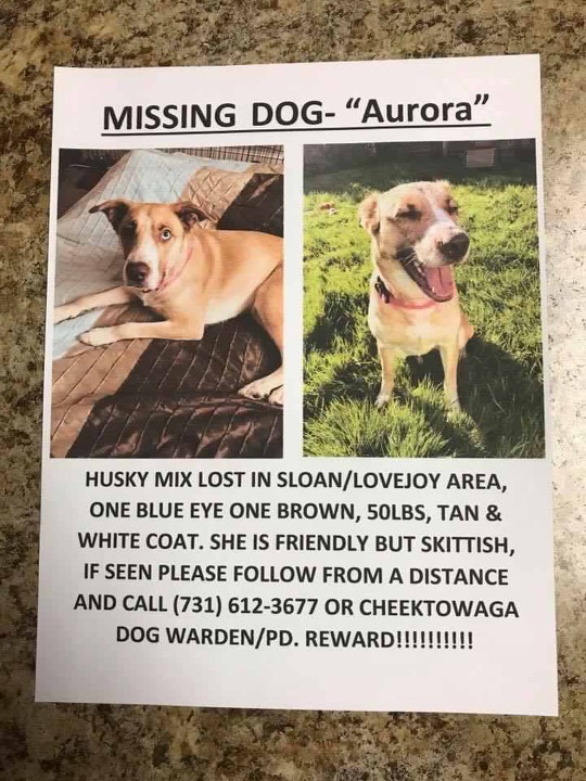 Lost dog, Aurora, needs our help! Sweet Buffalo