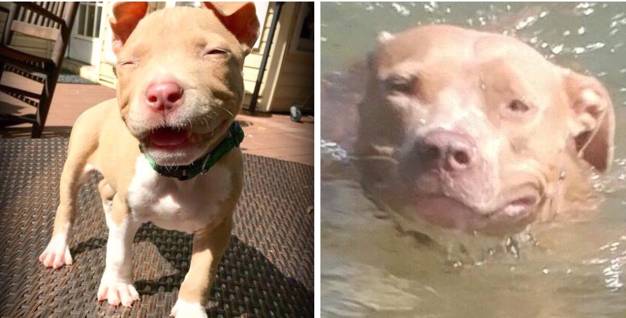 Ruby the Pit Bull saves local couple from carbon monoxide poisoning ...