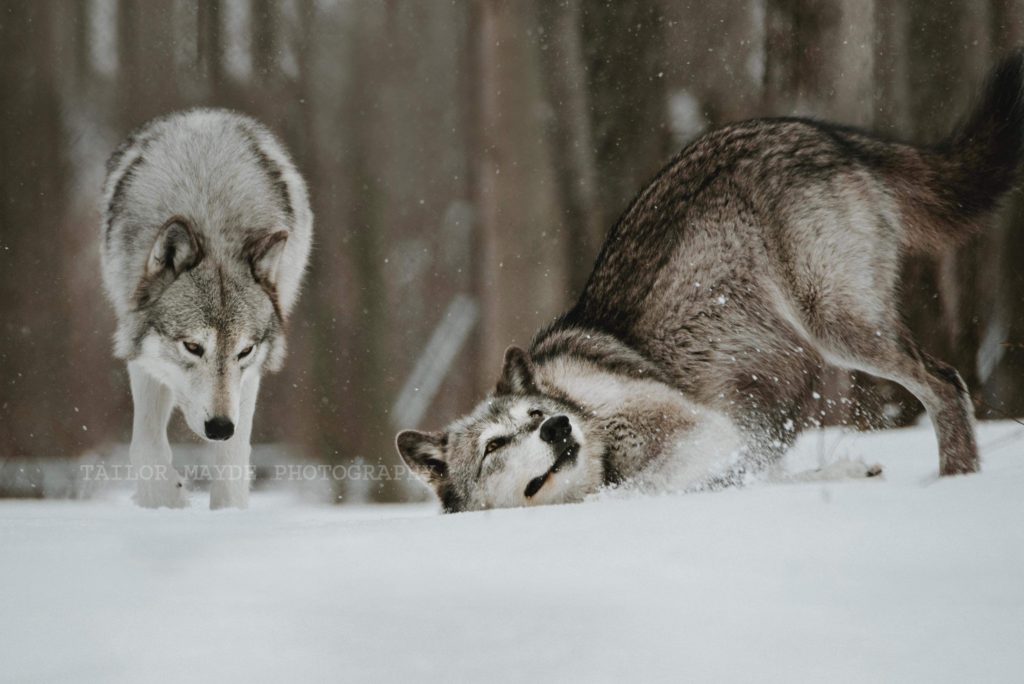 This amazing wolf sanctuary is only a 3-hour drive from Buffalo - Sweet ...