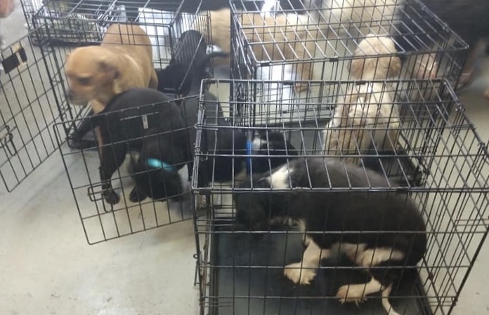 No dog left behind: Buffalo Pug rescues 58 dogs from Ohio ...