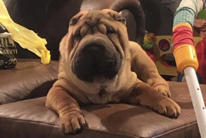 Shar-Pei lost in Darien Center, please share to help find her - Sweet ...