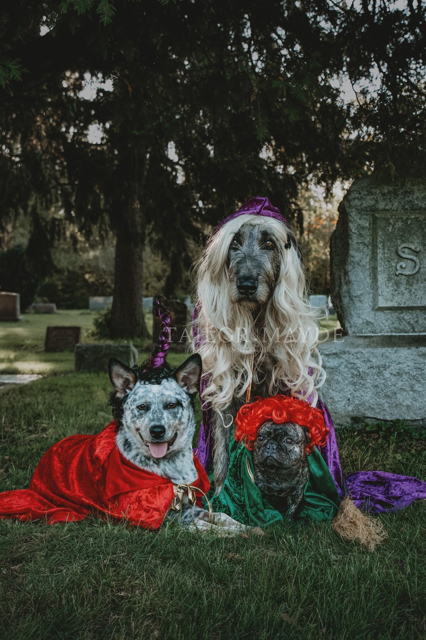 Local photographer gives dogs their own 'Hocus Pocus' photo shoot and the  results are amazing - Sweet Buffalo
