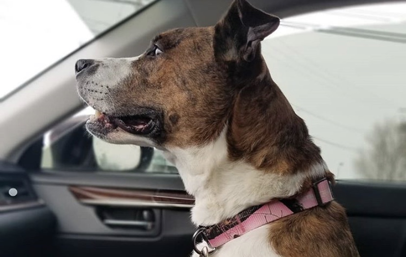 Bonita, dog adopted from shelter after 500 days, is living the life she  always dreamed of! - Sweet Buffalo