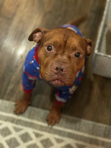 Teddy the special pitty who was rescued from closing animal shelter in need  of a home, please share - Sweet Buffalo