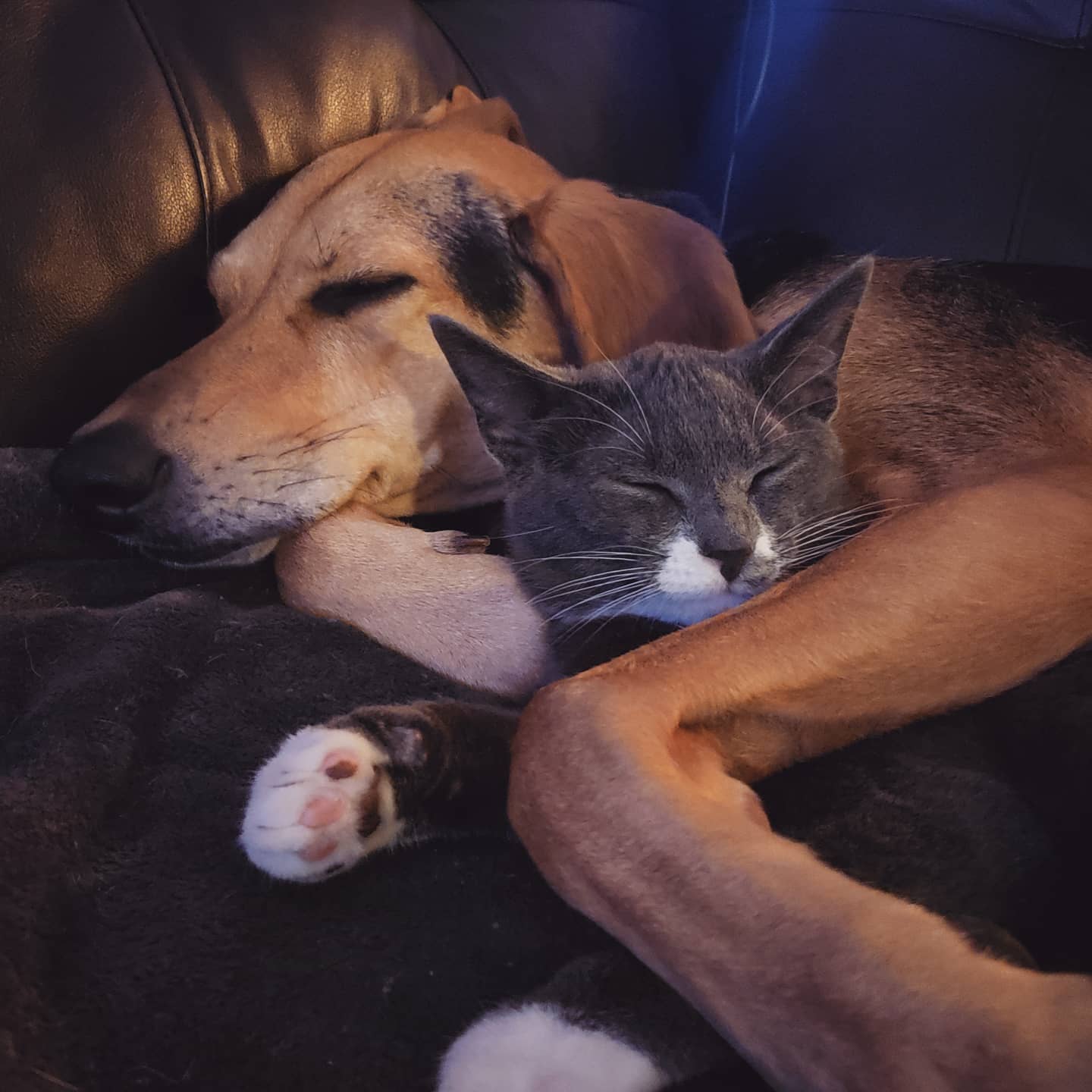 Pet-n-Sur - Dogs and cats being friends